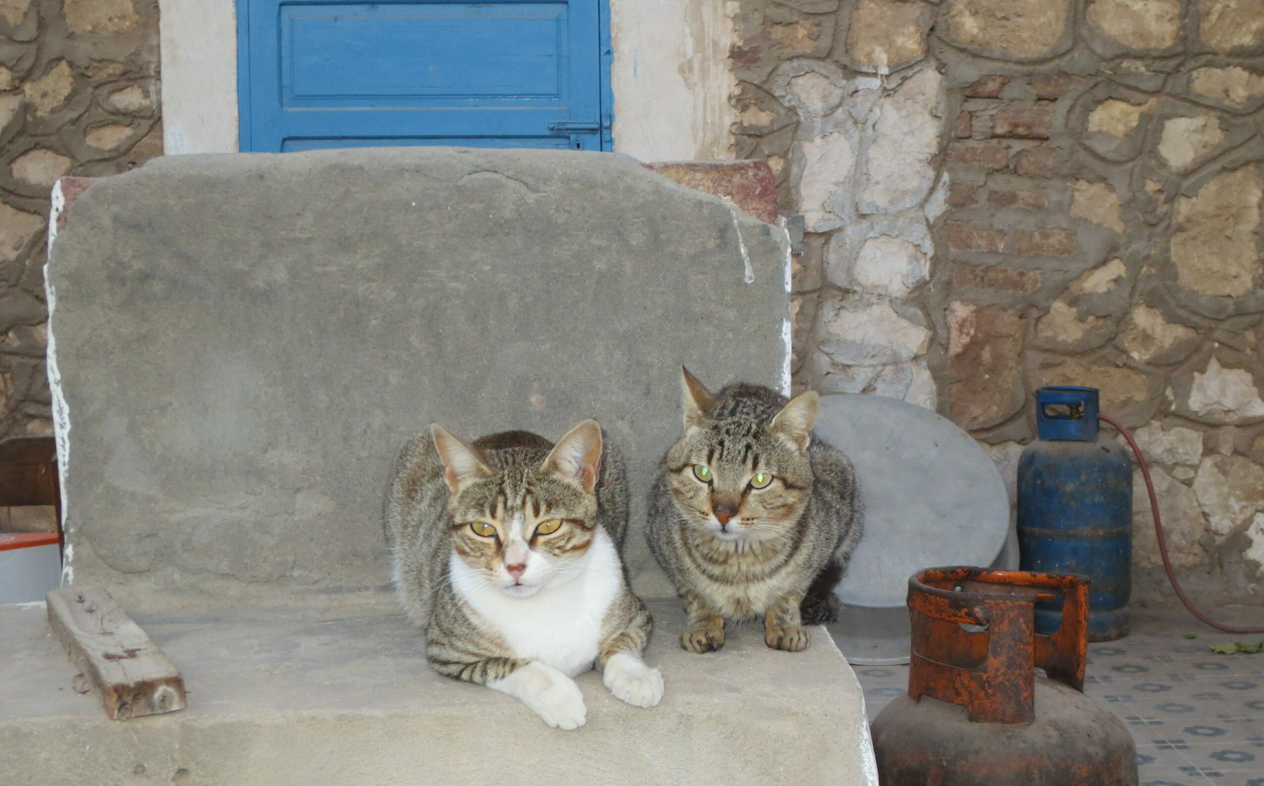 Amarna Cats
